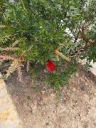 Top Alonnisos Old Town