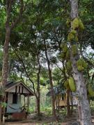 Eternal Forest Beach Bar&Bungalow