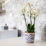 Top Pacengo di Lazise