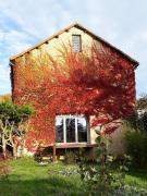 Top Cornus