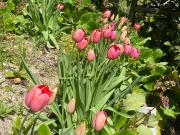 Top Limone sul Garda Top Limone sul Garda