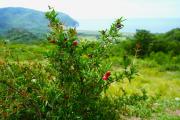 Top Buljarica