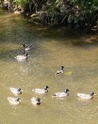 Top Egremont Top Egremont