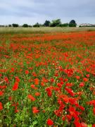 Top Pléven Top Pléven