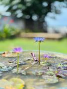 Balance Beach Resort