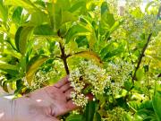 Top Carpignano Salentino