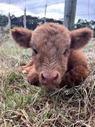 Farm Stay - Apollo Bay Tiny Stays