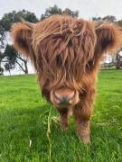 Farm Stay - Apollo Bay Tiny Stays