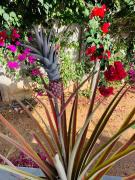 Top San Juan del Sur