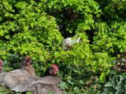 Gîte du Marais Deauville