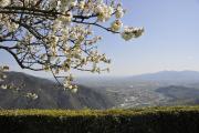 Top Lucca