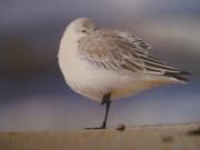 Top St. Peter-Ording