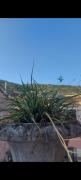 Top Piedimonte dʼAlife