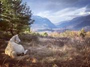 Yourte au coeur des Alpes