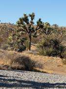 Top Yucca Valley