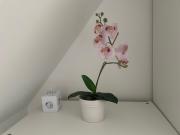 Ruhiges Gästehaus - 120qm - Garten - 1A Lage