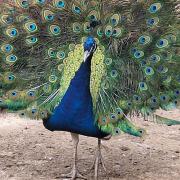 Top Papangeláki Top Papangeláki