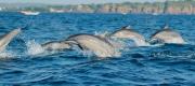 Trinco RKR Adventure Sea Tours