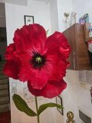 Top Băile Olăneşti