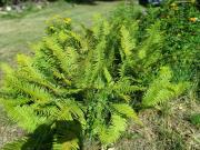 Top Wołczyny Top Wołczyny