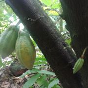 Top Wayanad
