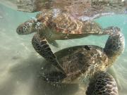 Tamasha Mango Home stay