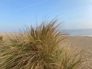 Top Bacton