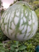 Top Cirlao Da Srăng