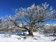 Top Jindabyne