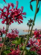 Top Peschici Top Peschici