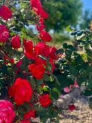 Top Capaccio-Paestum