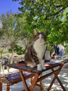 Top Lefkos Karpathou Top Lefkos Karpathou