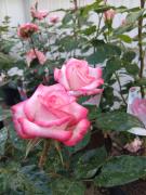 Top Saint-Paul-lès-Dax