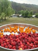 Nainital Camp Wildland & Farmstay