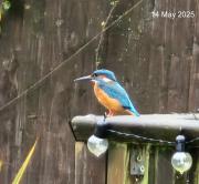 Top Peasmarsh