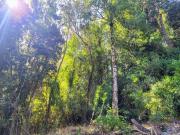 Top Valdivia Top Valdivia