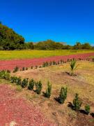 Top San Pedro Masahuat