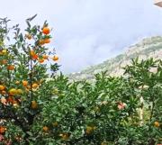 Top Budva
