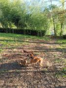 Entre rivière & bambous - Vue rivière - Parc arboré - Petfriendly