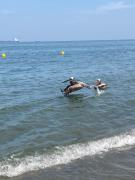 Top Playa Bello Horizonte