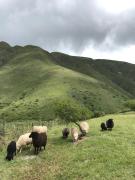 Top Tumbaya Top Tumbaya