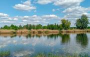 Top Modrzyca