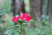 Top Mangalore