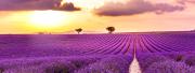 Top Valensole