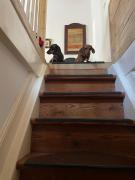 Top Podkowa Leśna Top Podkowa Leśna