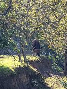 Top Kodaikānāl Top Kodaikānāl