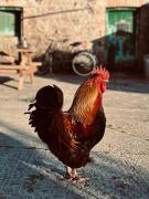 Shepherds Hut - Brecon Beacons