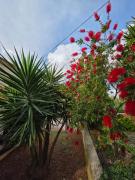 Apartments Ita - Postira