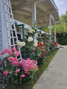 Top Căpăţîneni-Pămînteni Top Căpăţîneni-Pămînteni