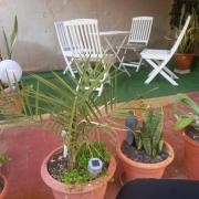 Clavelina Economy Room calle Julio Antonio